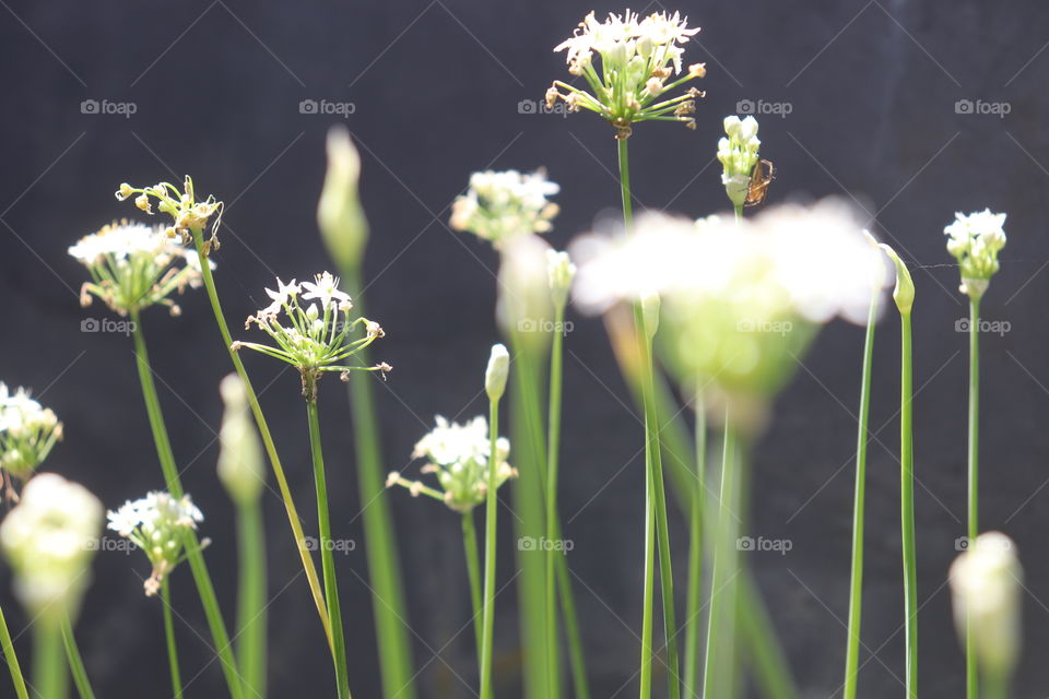 chives flower