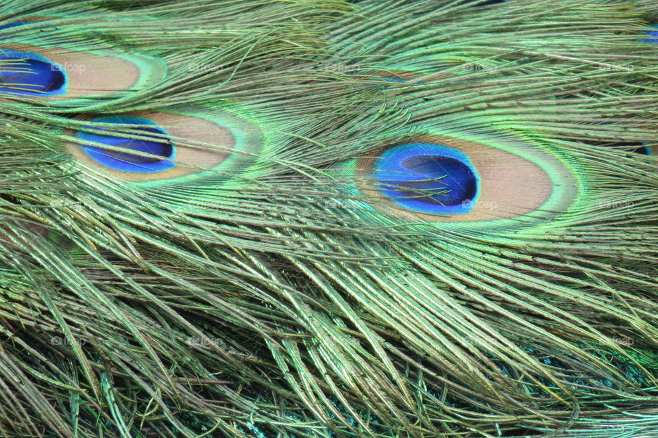 Peacock feathers 