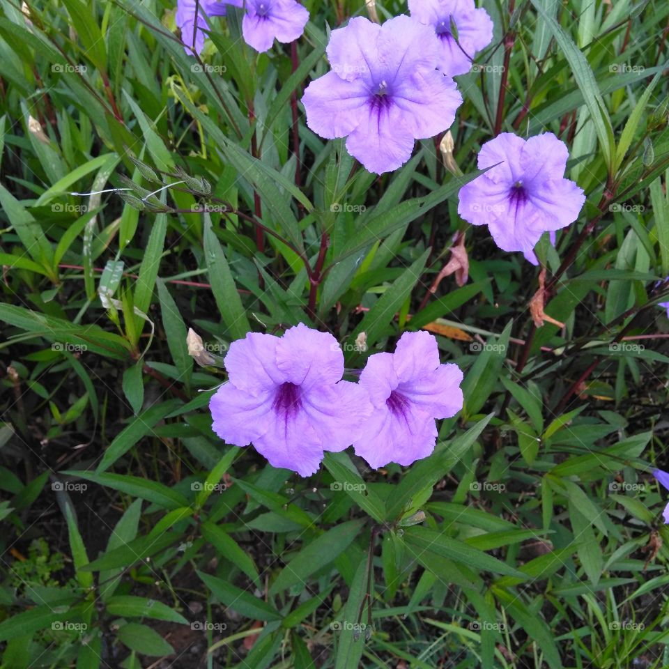 Purple flowers on the park