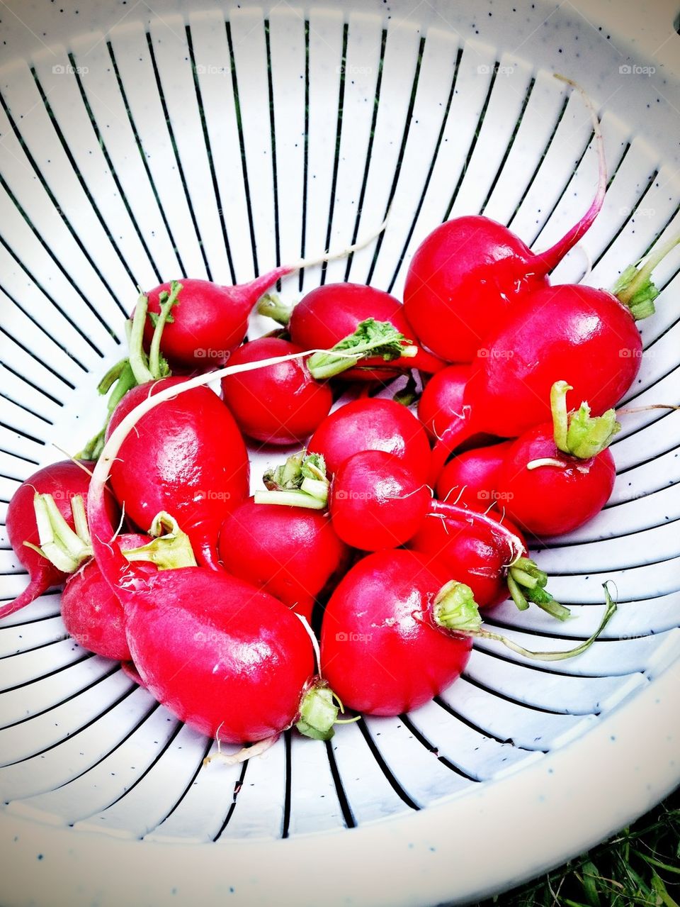 radish red