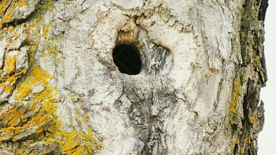 Who lives here? in this tree