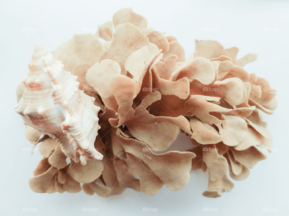 shells and seaweed on a white background.