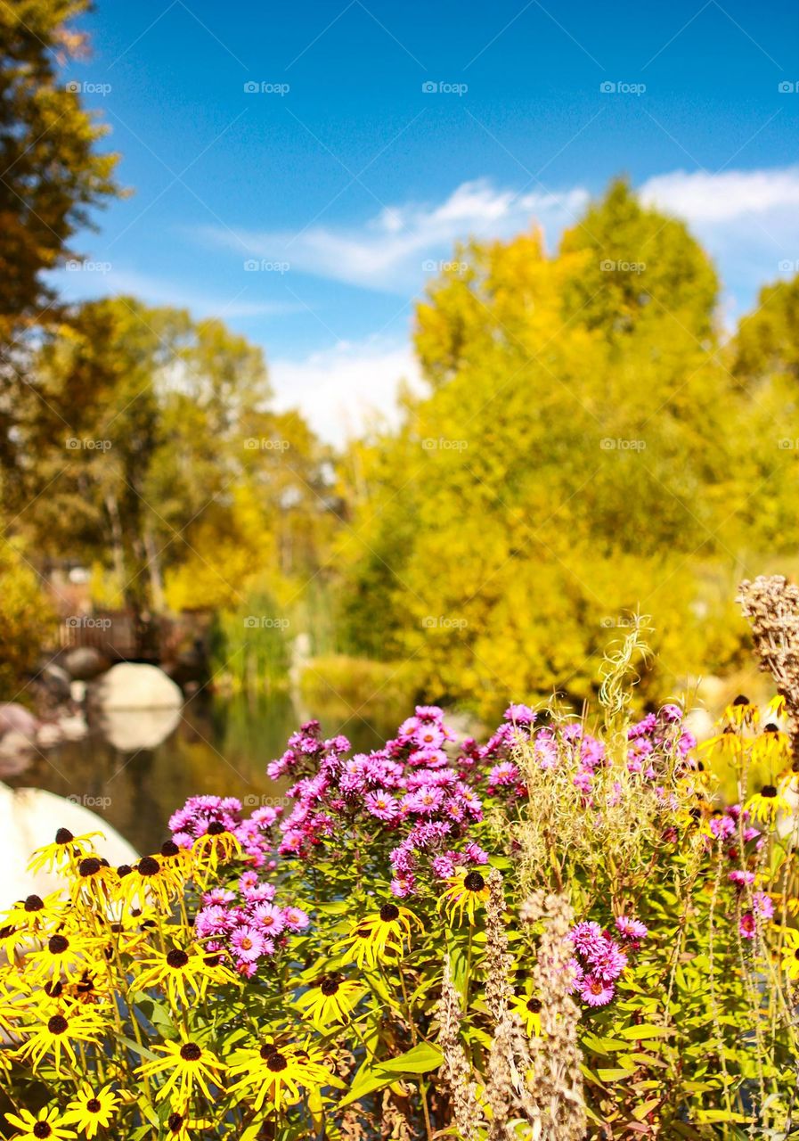 Blue sky pink and yellow flowers with pond and trees in background