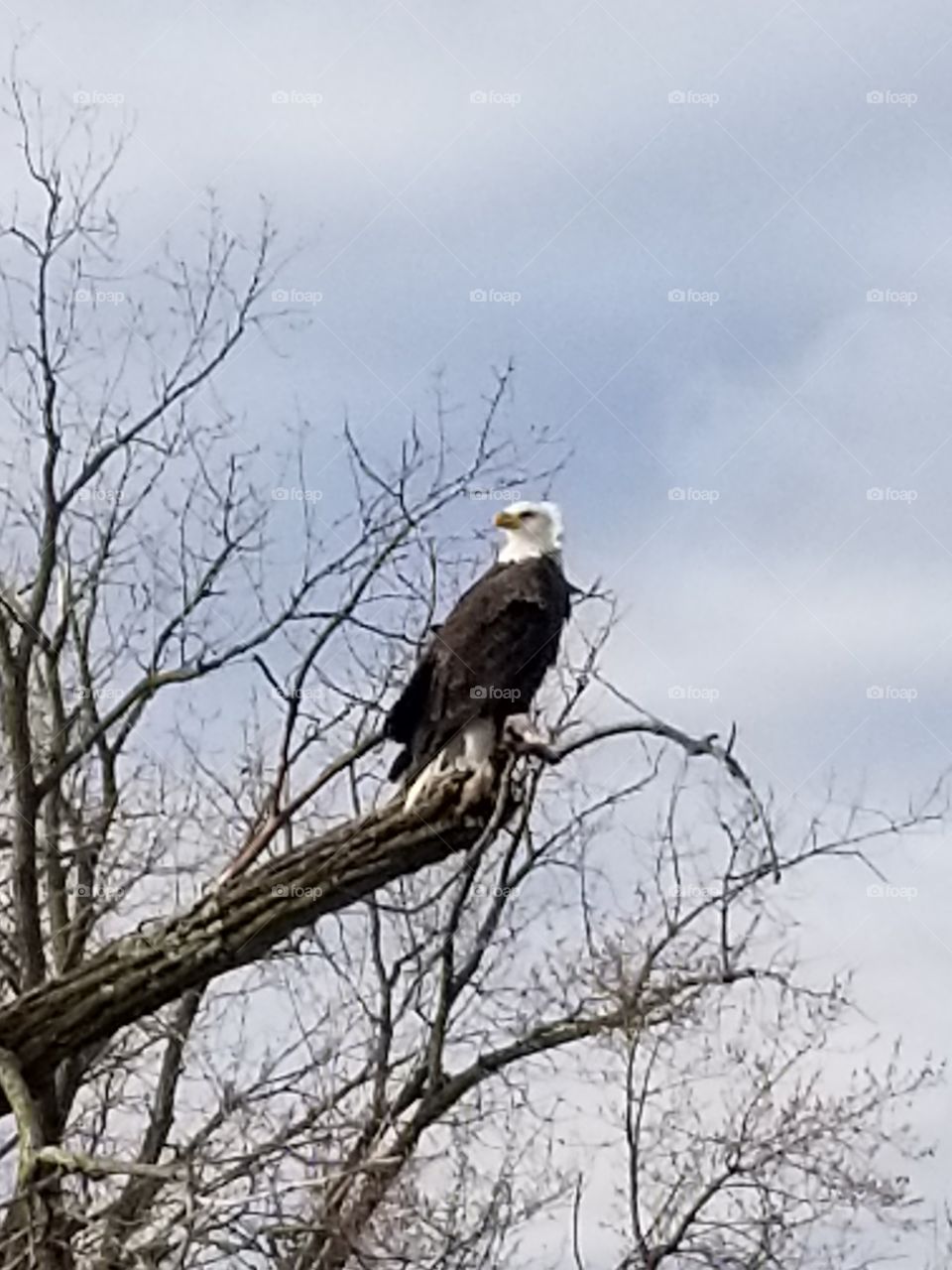 Bald Eagle