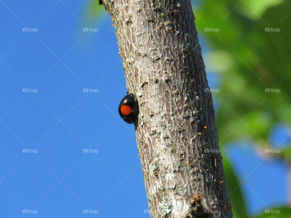 twice-stabbed ladybug