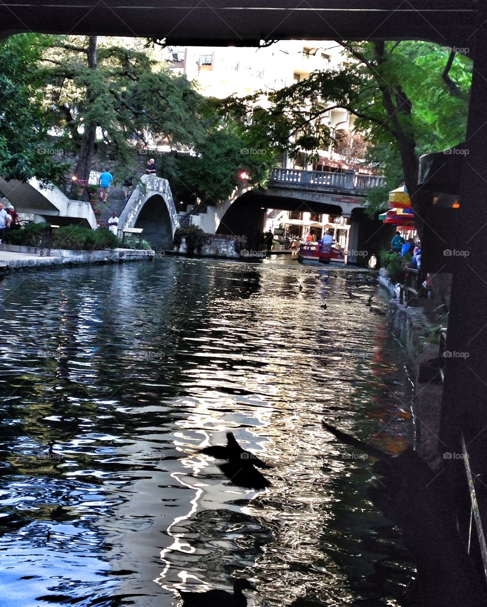 River fowl. Bird taking off above the River in San Antonio 