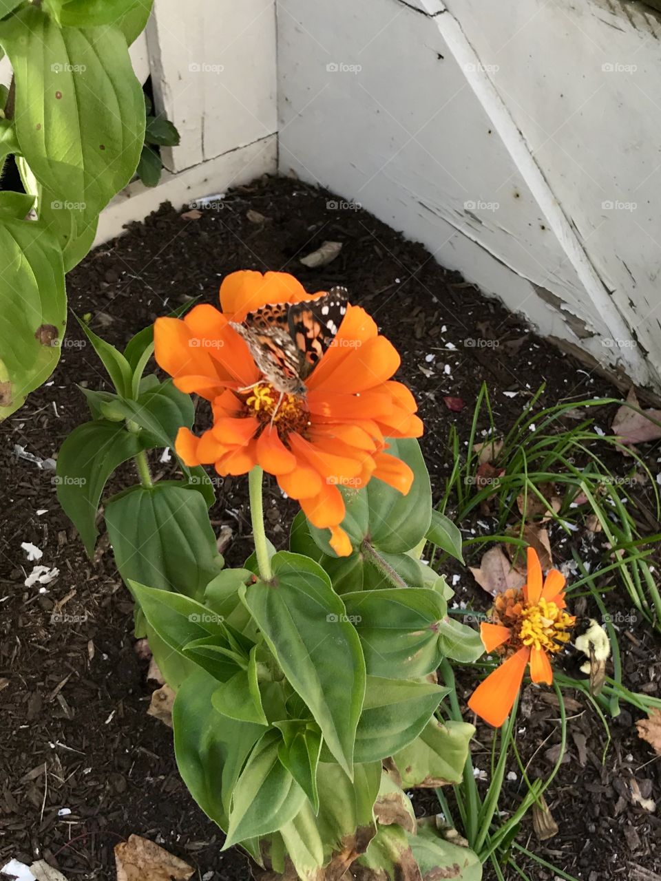 Summer butterfly on an orange flower 