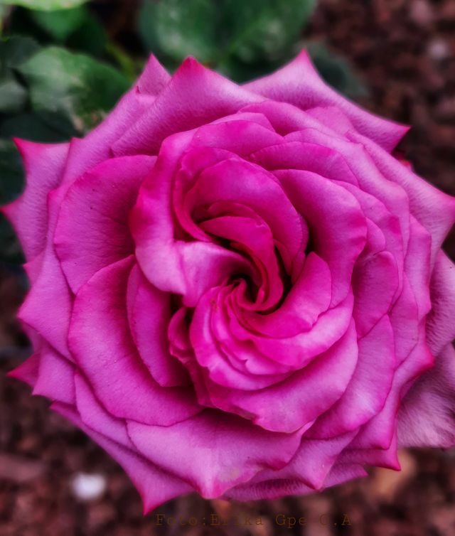 Pink  rose,pink,flower,rose,garden,plant,blossom,floral,botany,landscape,summer,colorful,spring,nature,reflection,love,romance,season