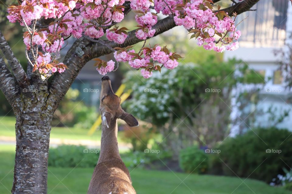 Deer under a blooming cherry tree