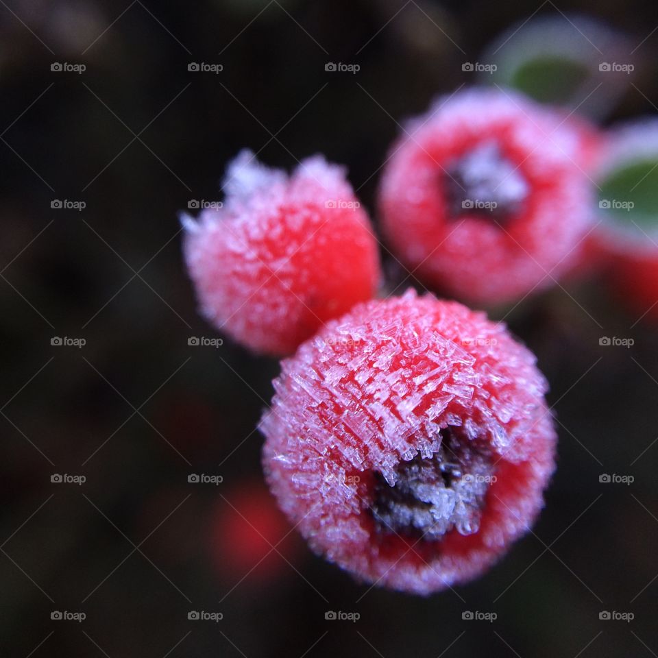 Frozen Winter Red Berries 