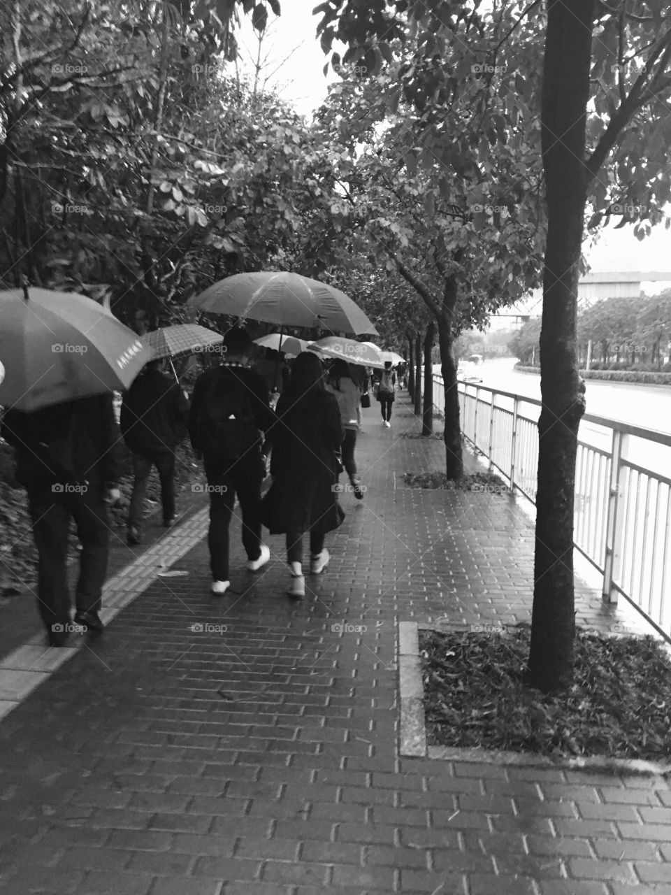 Commuters Walking with Umbrellas in the Rain - Shenzhen, China
