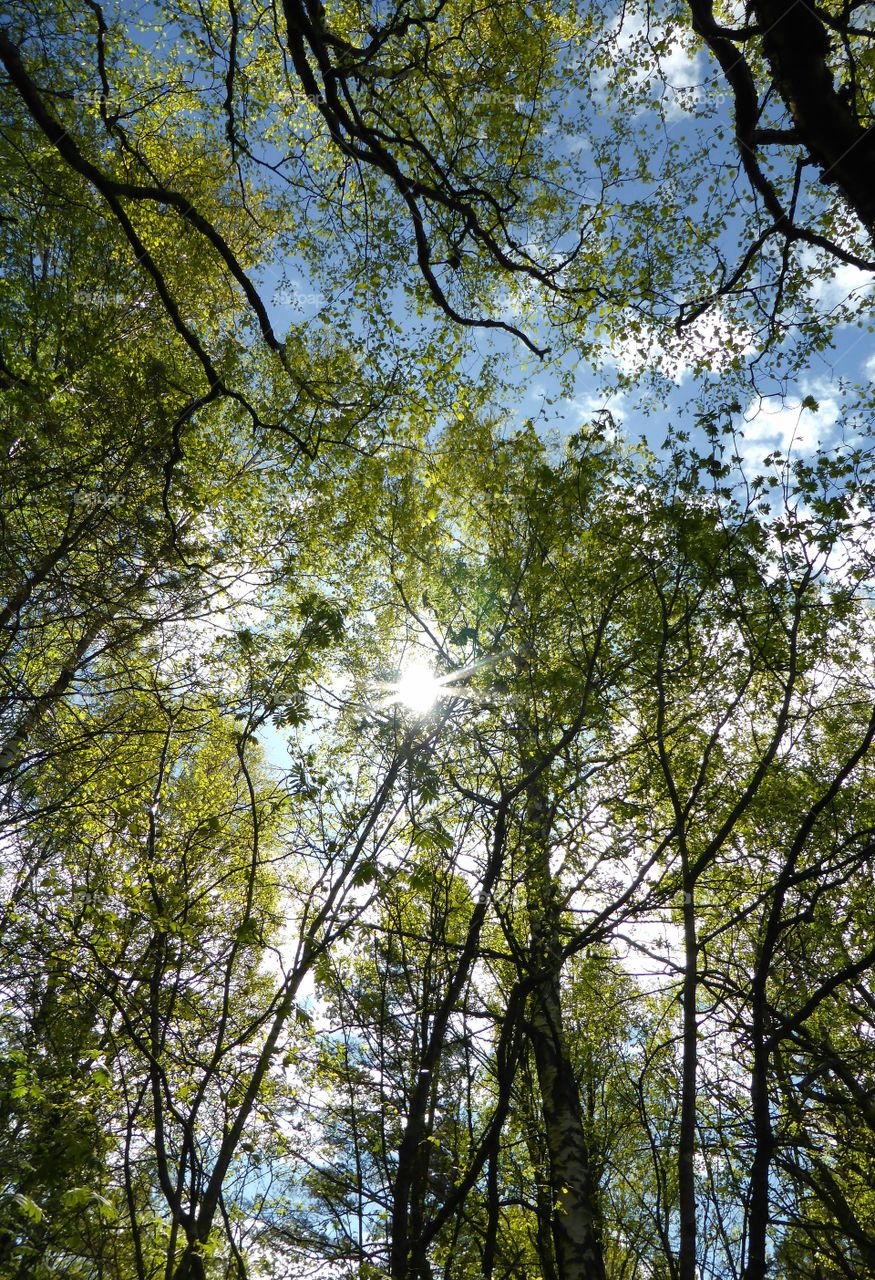 Sunlight reflecting on trees