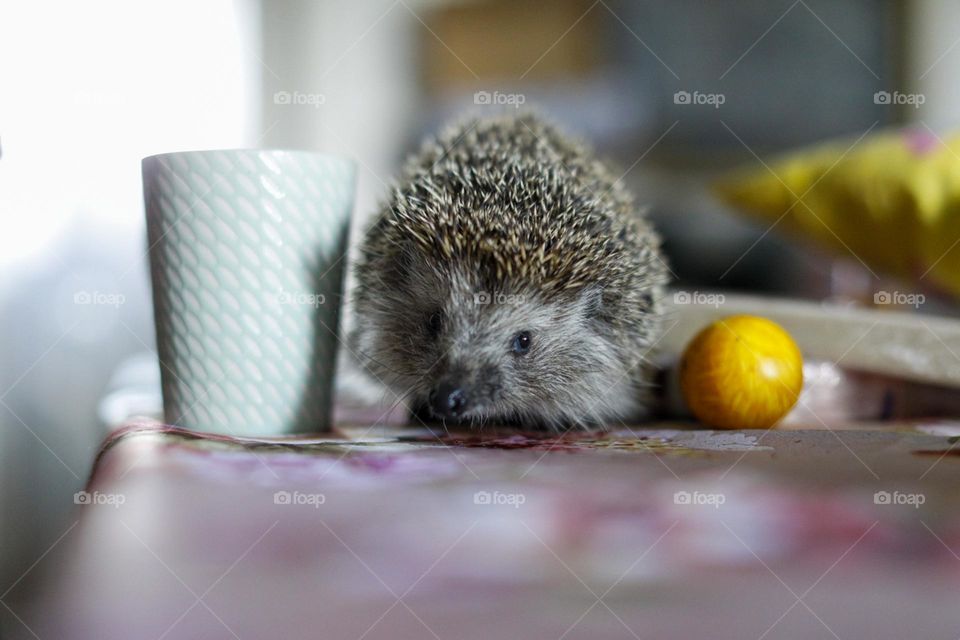 Easter hedgehog