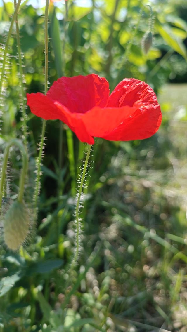 Flowers 🌹🌹🌹