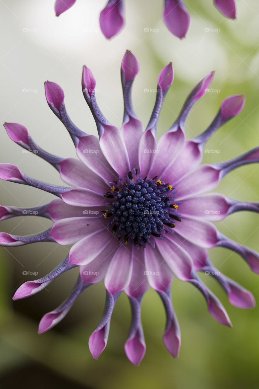 Close Up African Daisy