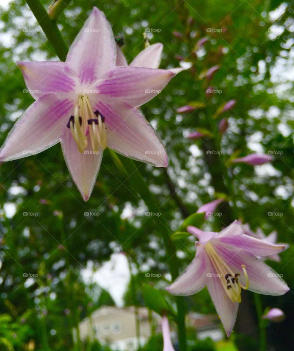 Hosta Flowers
