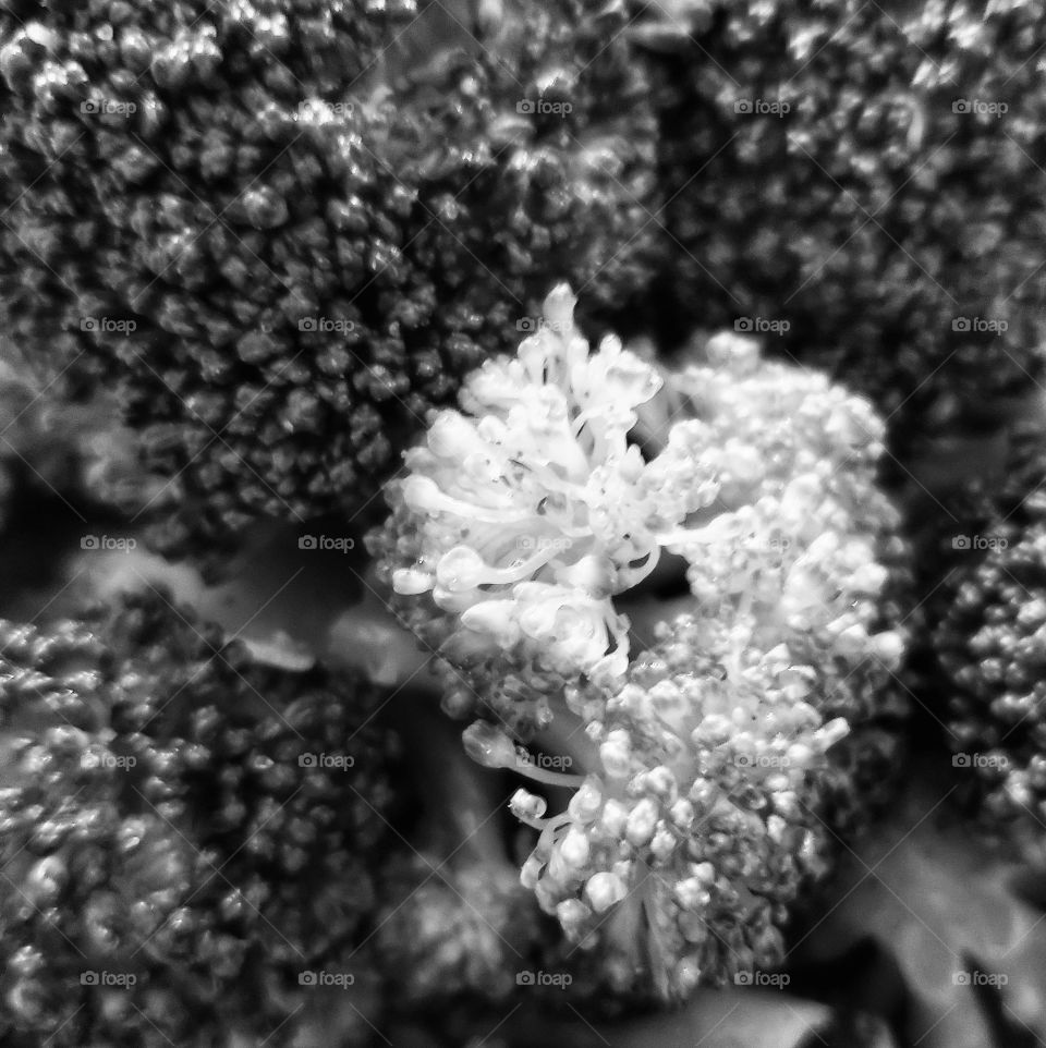 Close up image of detailed and textured broccoli in black & white.