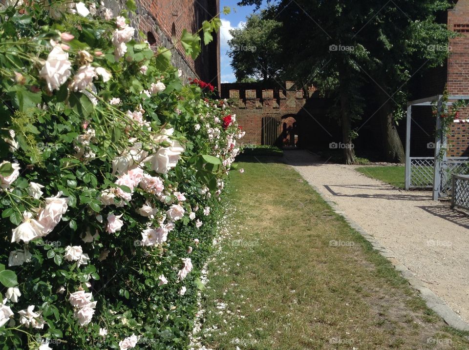 Roses in the garden of Wawel castle