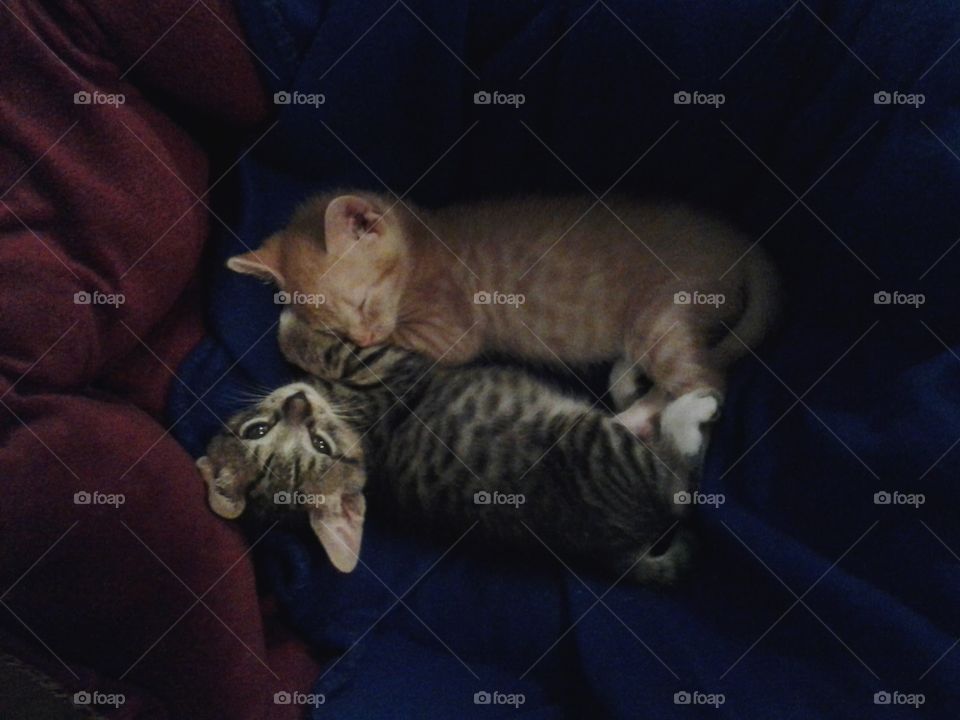 kittens, sleeping