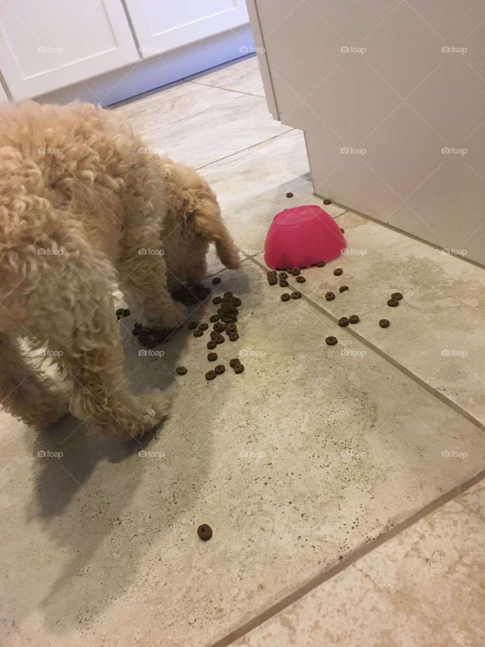 Messy Maggie the poodle