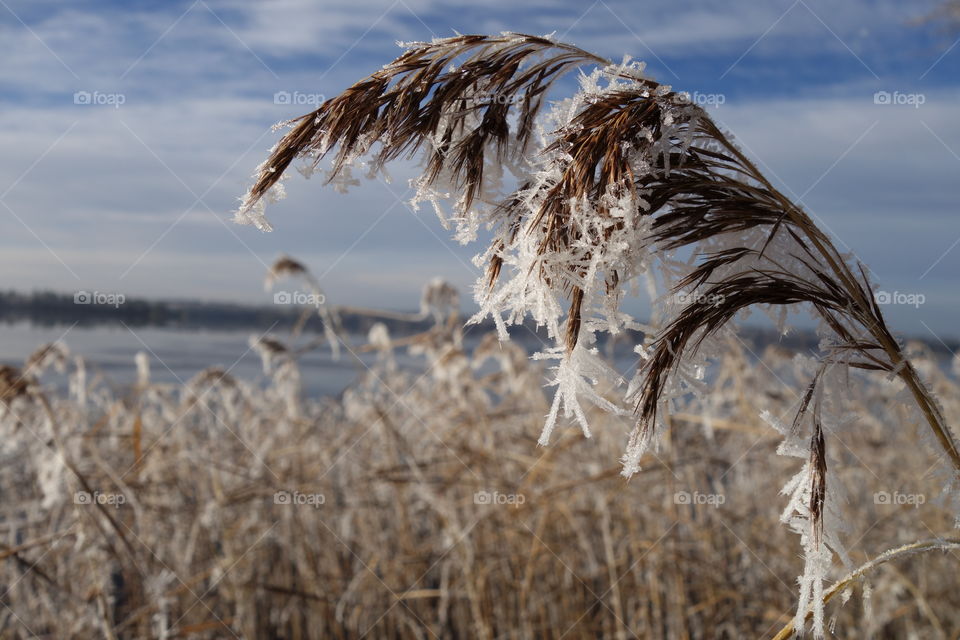 Snow on grassy field