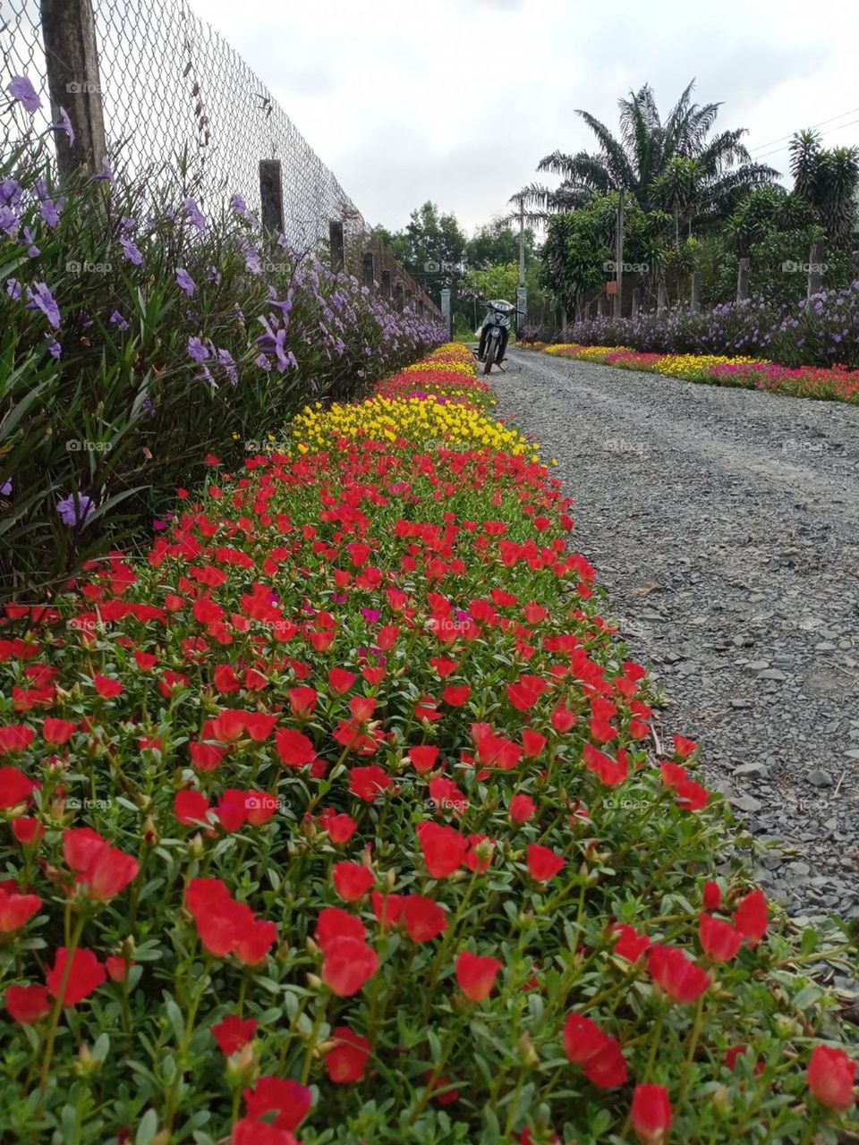 đường làng hoa mười giờ.