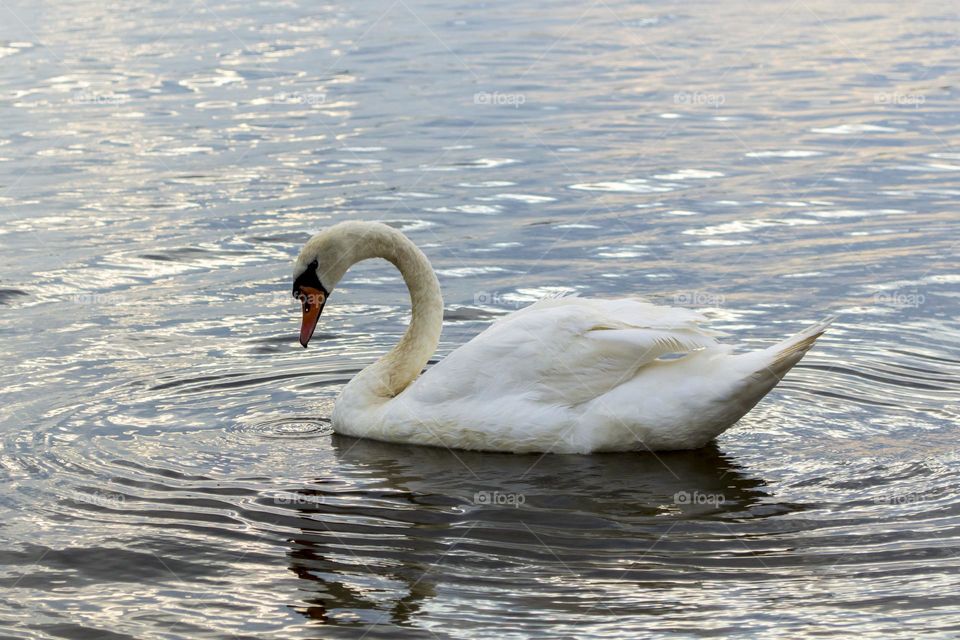 Swan