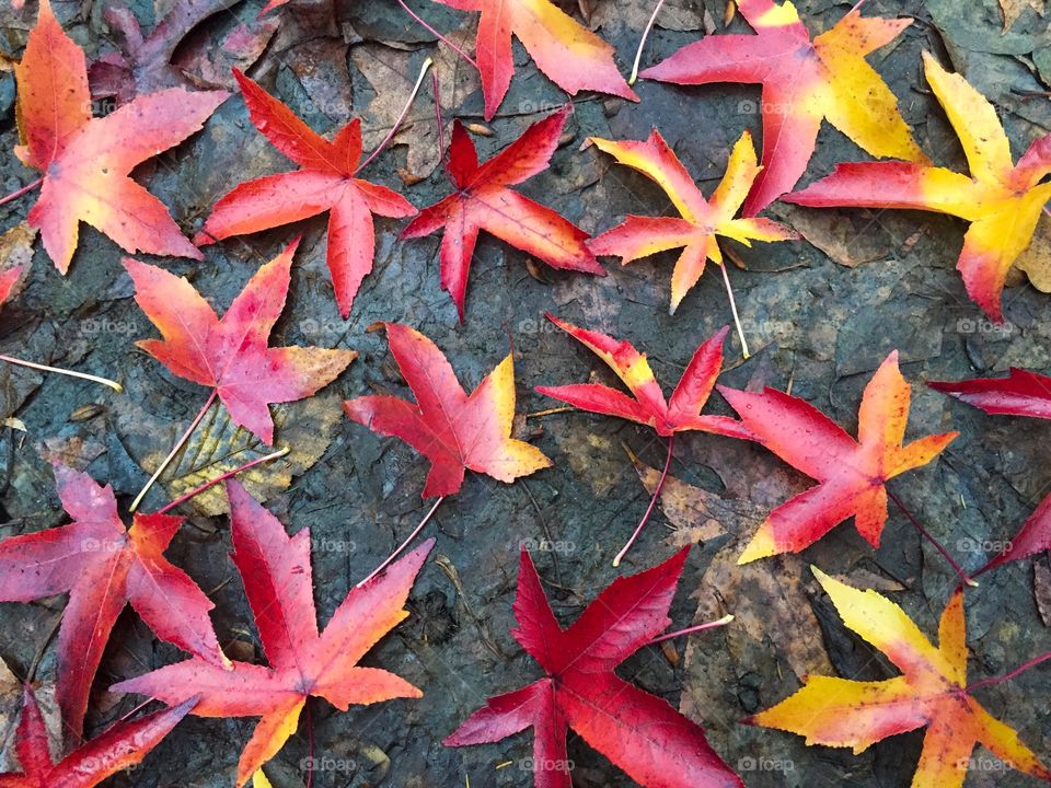 Colourful red and yellow autumn leaves on the ground