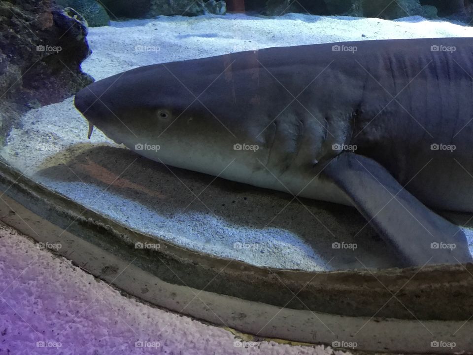 shark  🦈 look ( dont near ) 