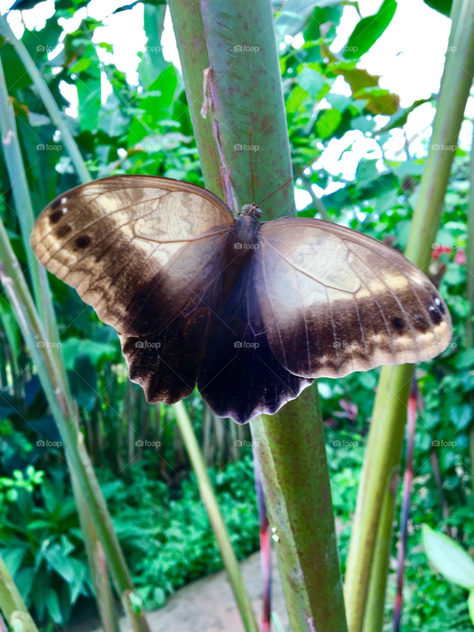 Butterfly beauty 