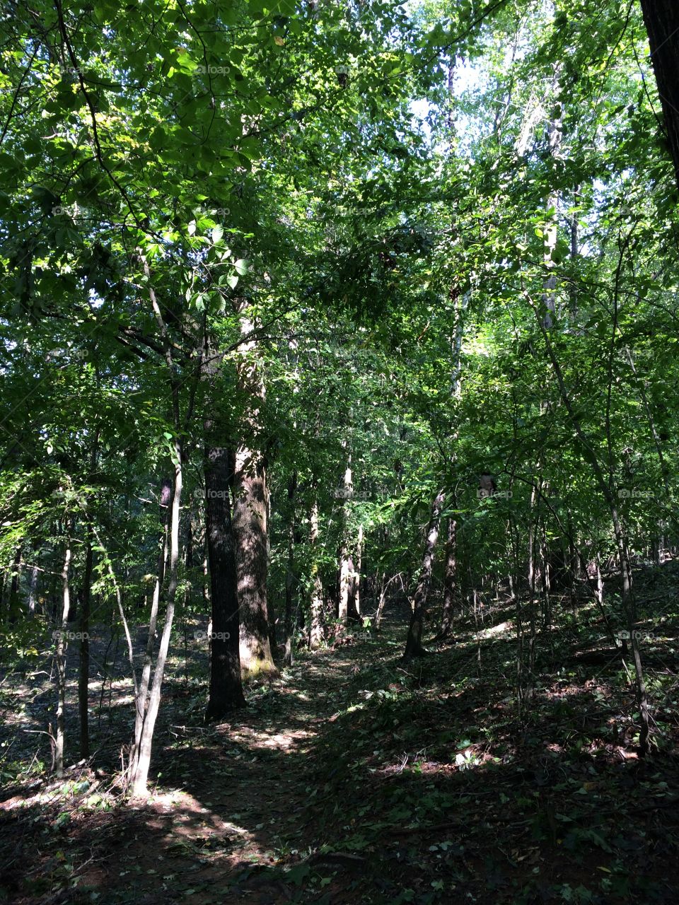 A trail through the woods