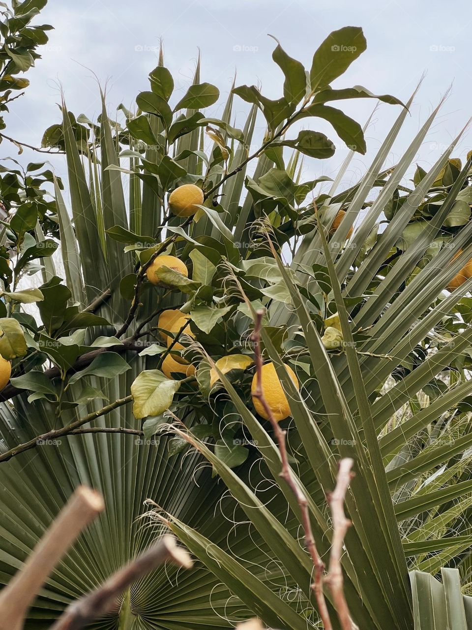 lemon tree with fruits and large monstera leaves texture