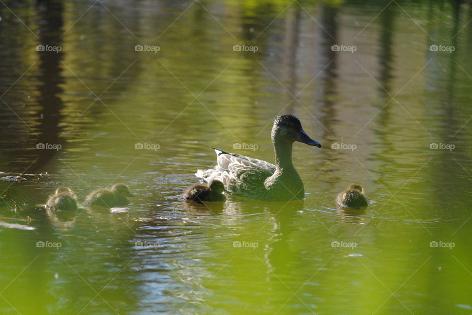 Ducks 