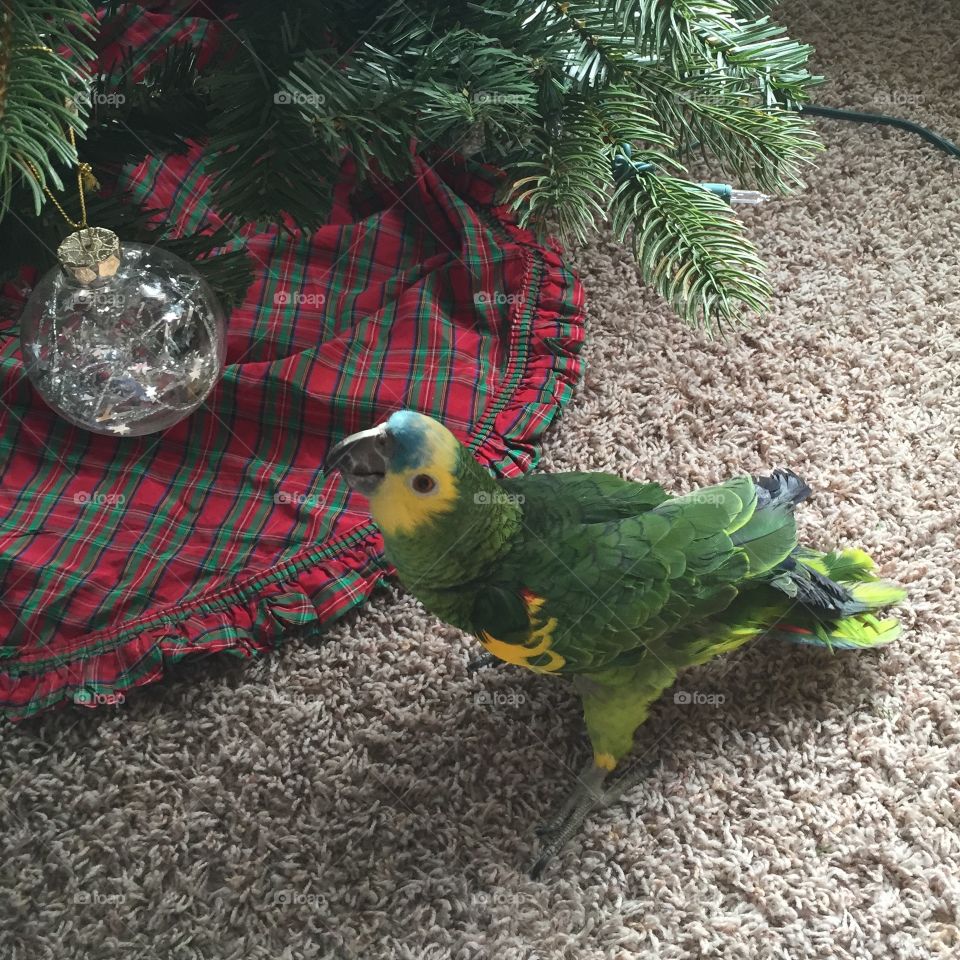 Parrot admiring a Christmas ornament 
