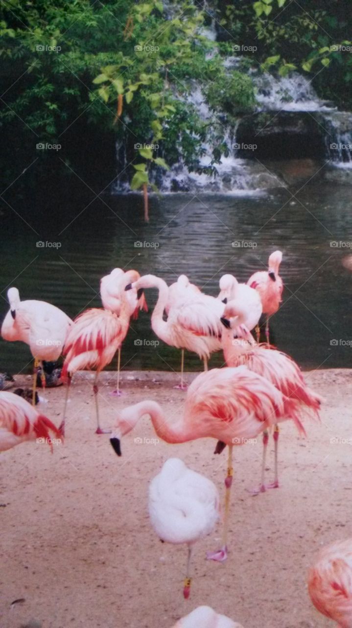 Flamingo Flock