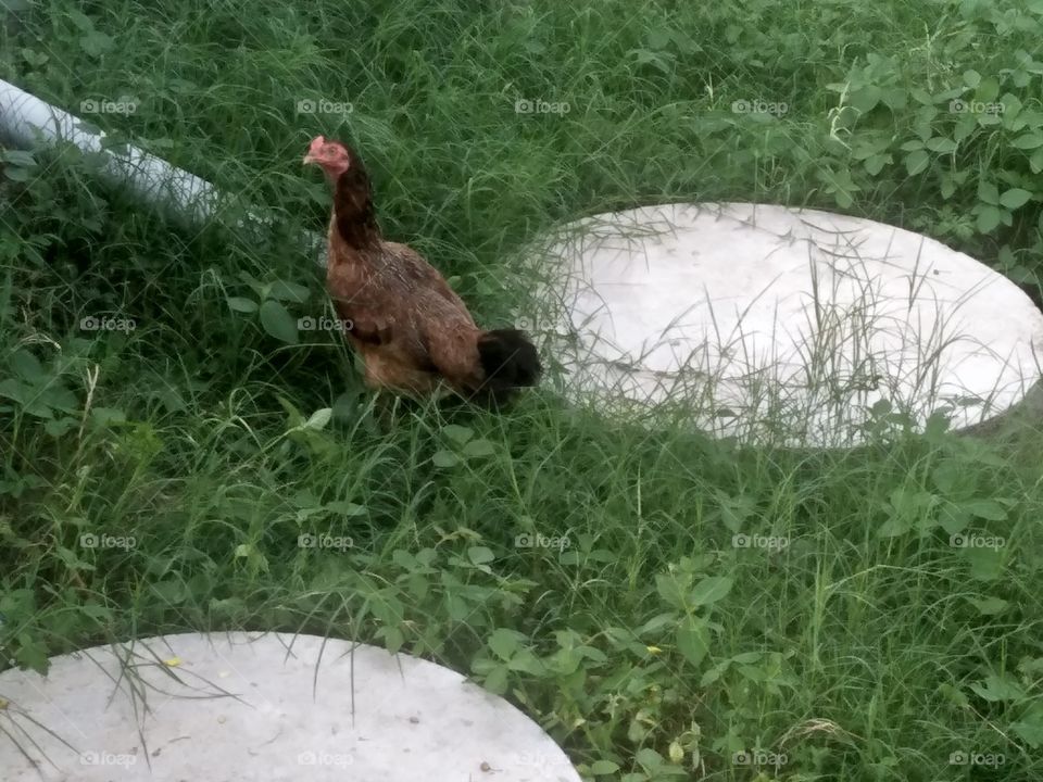 hen