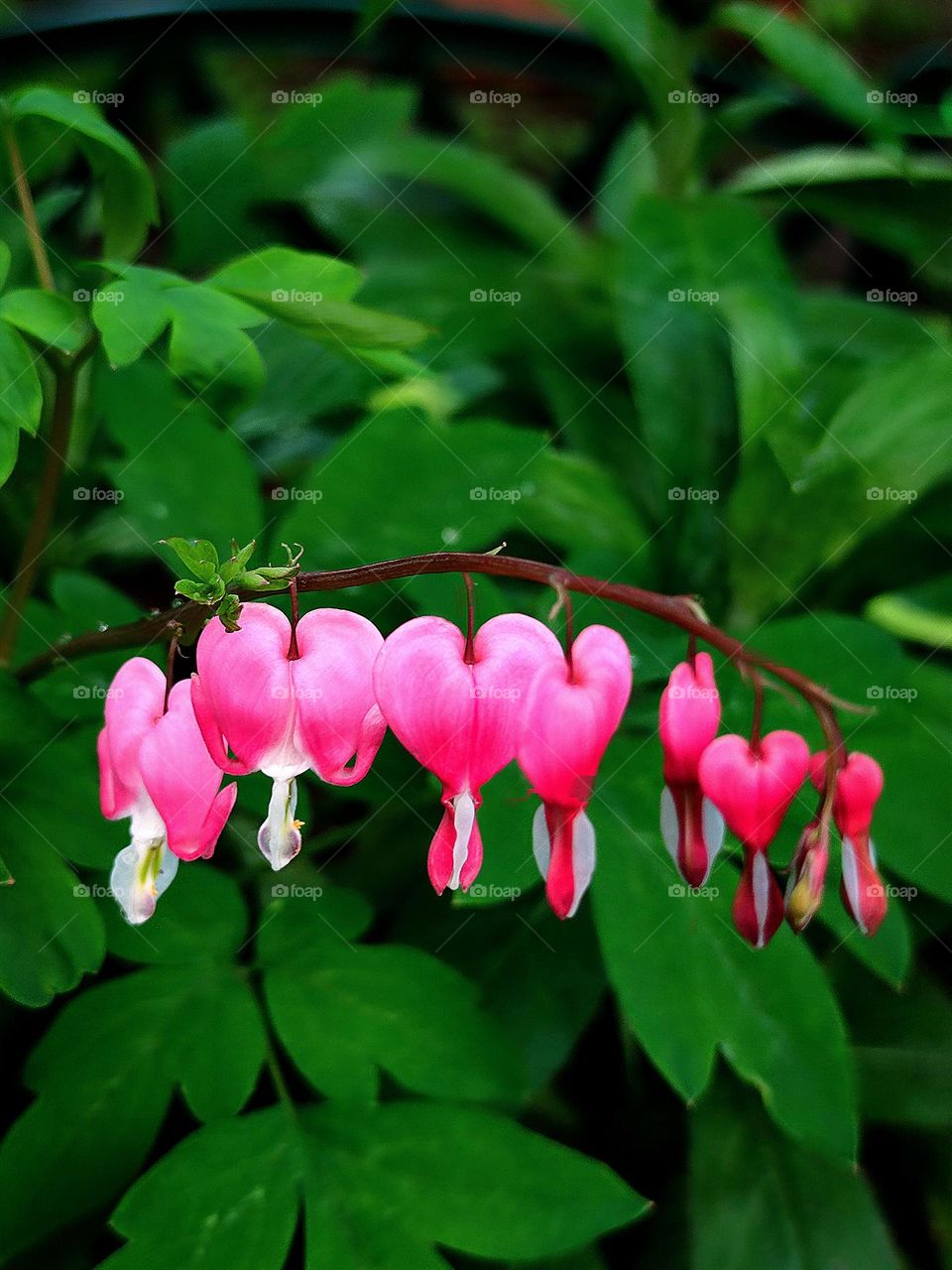 A branch of the plant "Broken Heart", the flowers of which are shaped like red hearts