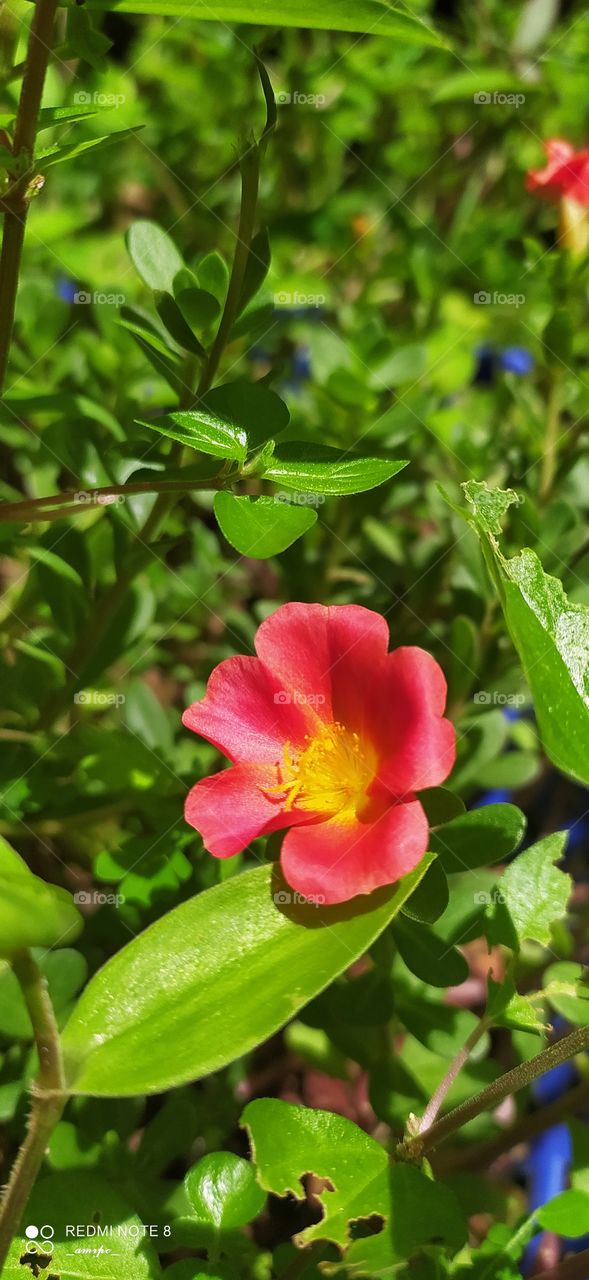 Orangish red Protulaca flowers in full bloom .