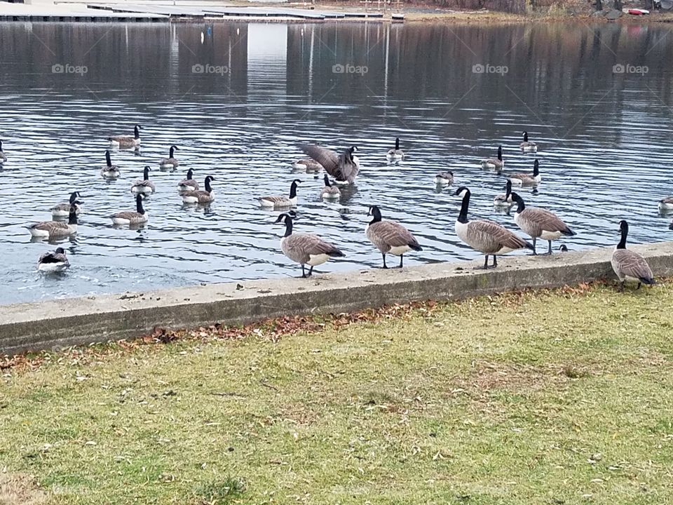Geese jumping into the water