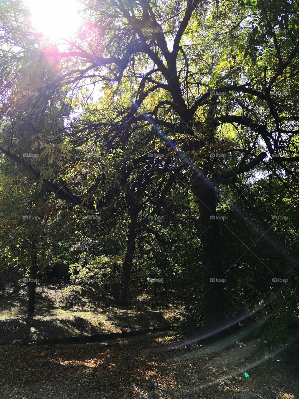 A walk in the forest