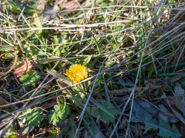 Dandelion on a sunny day.