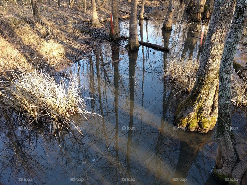 reflections in a cypress swamp