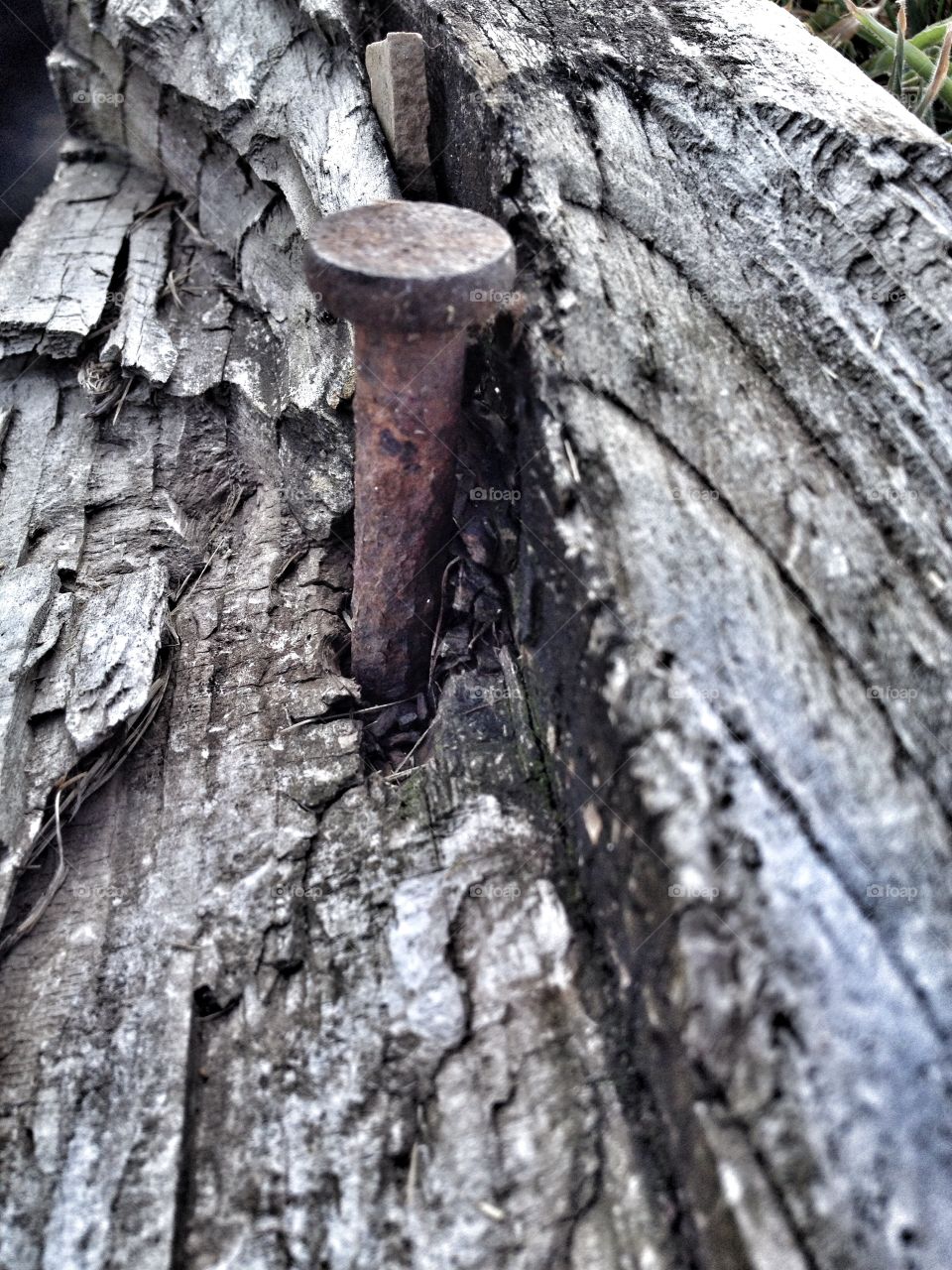 Old nail in gray wood