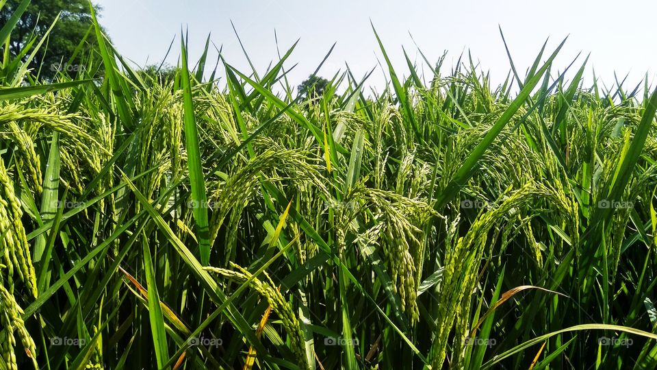 rice cultivation