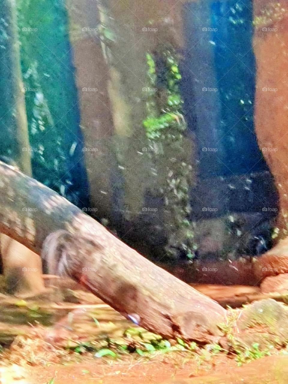 grass entrance city scene parrot graphic feed colorful beautiful little trip activity savannah fur tourism farm holiday childhood monkey funny natural cage zebra garden fauna toddler lion tiger pet baby tree animals bird forest elephant vacation char