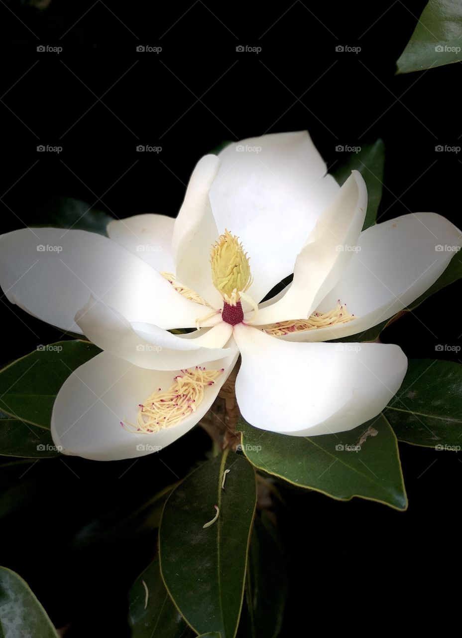 Foap Mission Zoomed-In! Close-Shot Macro Photography Magnolia Bloom In Studio Light!