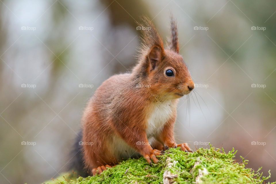 Cute red squirrel close-up portrait in a forest in Brussels