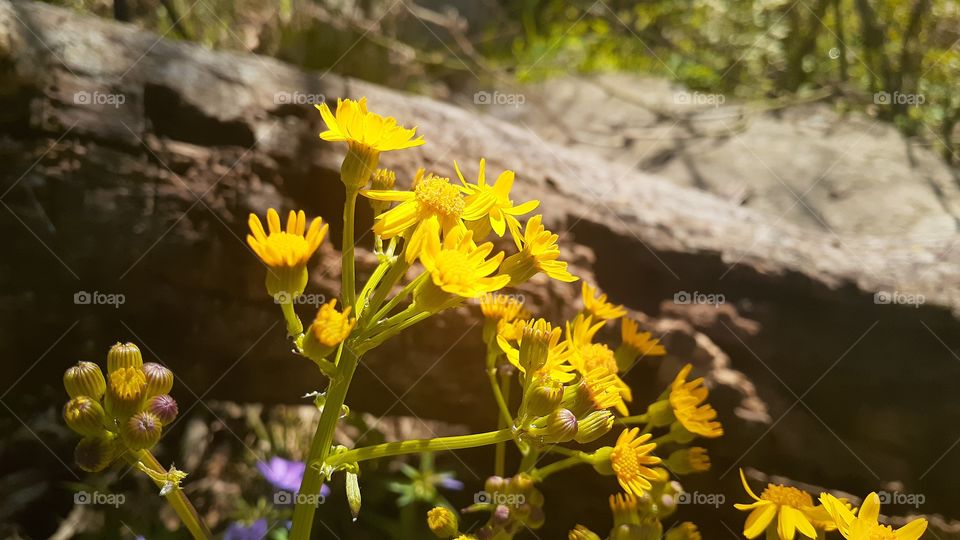 Yellow Wildflowers