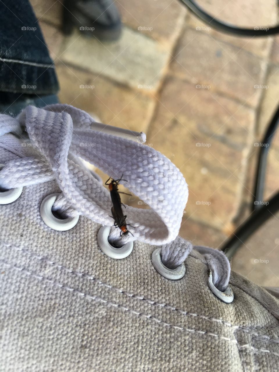 Love bugs on my sneaker 