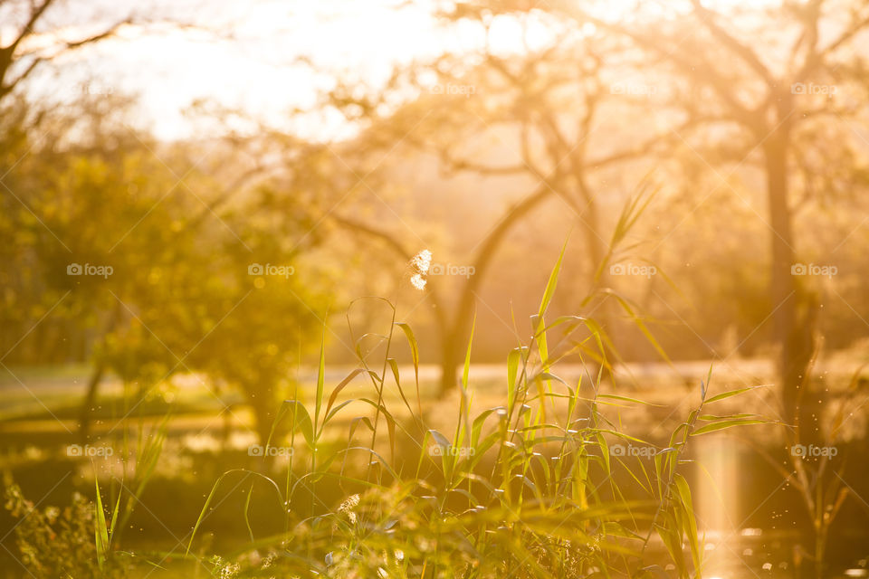 Sunset over trees and grass